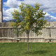 Image for article titled Maple Tree Wishes It Was Given A Say In Becoming Memorial To Man’s Dead Wife